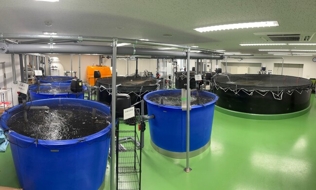 【導入事例】本社ビルを改修してチョウザメの養殖設備を導入