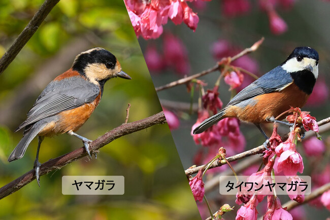日台協働キャンペーン！ ヤマガラをeBirdに投稿しよう
