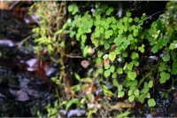 沖縄島北部の世界自然遺産地域から新種の植物を発見 「ヤンバルカラマツ」と命名