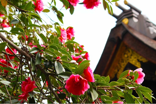 多田神社で樹齢350年を誇る唐椿の花 今年も見頃 / 兵庫県川西市
