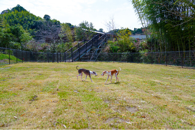 【千葉県いすみ市　五氣里-itsukiri-】豊かな緑に囲まれ、大自然を満喫できる天然芝の里山ドッグランがオープン！