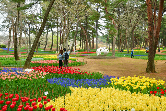 チューリップまもなく見頃です(国営ひたち海浜公園)