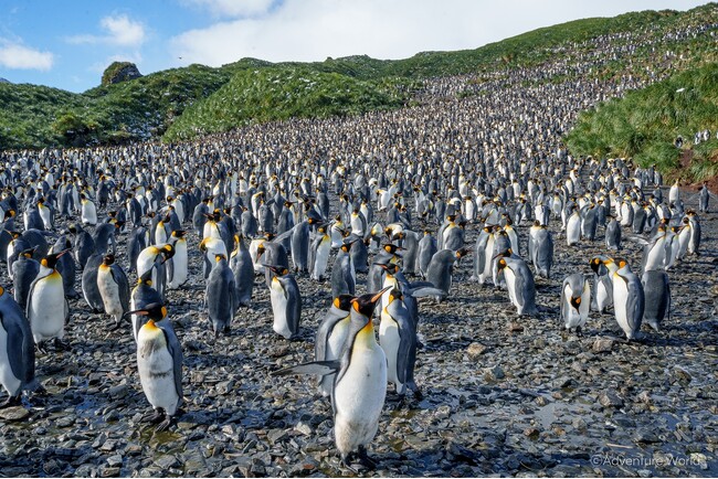 世界一周自転車の旅、世界の果て南極大陸に到達！元アドベンチャーワールドのイルカトレーナー武藤大輔さんと学ぶペンギンと地球環境２０２５年４月２５日（金）「世界ペンギンの日」特別トークイベント開催