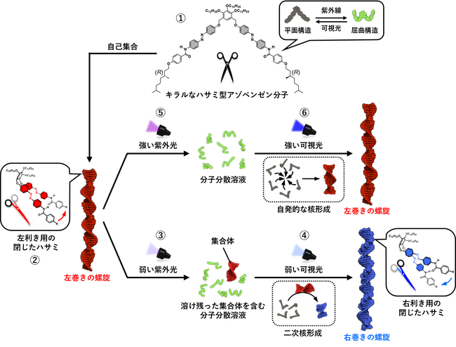 分子の自己集合過程における新たなメカニズムを解明！～光の強度で集合体の巻き方向を逆転させる現象を発見～