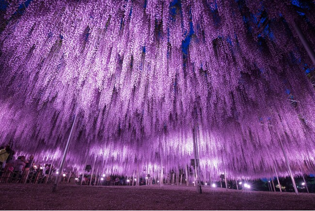 350本以上の藤の花と、5000株以上のツツジが咲き誇る『ふじのはな物語～大藤まつり2025～』が2025年4月12日（土）より開幕！
