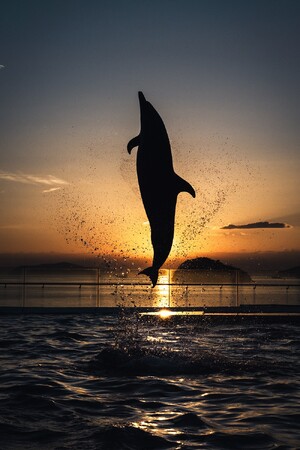 四国水族館で幻想的な夜の水族館『Nightscapeこがねいろ 2025 G.W.』を開催　5/3～5/5は21時まで延長営業