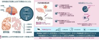 前頭側頭型認知症治療に向けたプログラニュリン補充療法の生体への影響を解明～ プログラニュリン補充療法の安全性向上への応用に期待～