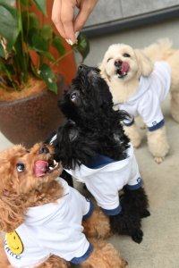 日本初！老舗精肉店が挑戦した“ワンちゃん専用ピザ”が大ヒット！販売開始から2年で3万枚突破！フードロス削減にも大きく貢献