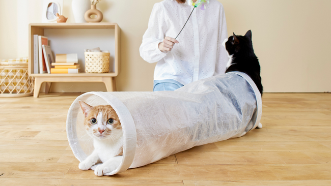 猫の飼い主さんの声から登場した「安心ノンワイヤーのにゃんこトンネル」が4月17日に発売!子猫や暴れん坊猫様にも！