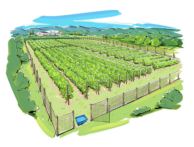 日本ワインブドウ栽培協会（JVA）が、クラウドファンディングを開始！　「日本ワインの未来を救え！　世界基準の「ワイン苗木」の原木園を設立へ」-- 高品質で多種なワインブドウを育てる苗木の基盤づくりへ。