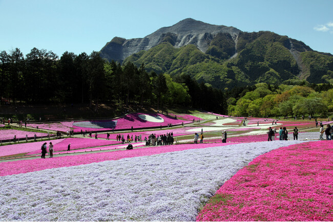 秩父湯元 武甲温泉が、秩父の春の風物詩・羊山公園の「芝桜まつり」に合わせ、温泉をお得に利用できるキャンペーンとイベントを実施します