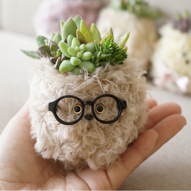 【 パンツ脱いで風呂入る！？新感覚の植物系ペット】飼育放棄に待ったをかける！ コロナ渦で安易にペットを迎え捨てられる現状をなくしたい！元動物看護士が発案した飼育費0円の植物系ペット誕生！