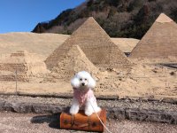 わんちゃんと入園できる「WORLDog!ふれんどりー」1周年記念