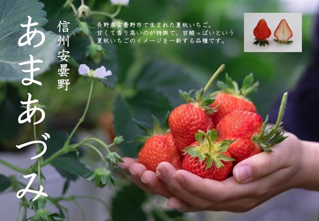 【新宿高野×銀座NAGANO×安曇野市】安曇野生まれの夏秋いちご「あまあづみ」を味わう 5/29に開催