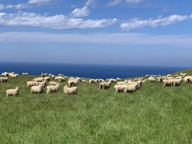 NZ牧場風景 NZ牧場風景