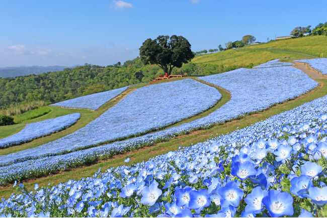 【GWに満開！】マザー牧場で5年目を迎える、100万本の「ネモフィラ」花畑が間もなく見頃入り！