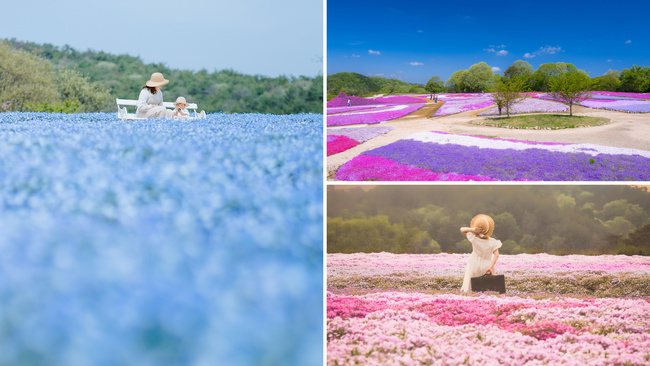 【広島／世羅】ネモフィラが見ごろを迎えています　芝桜とネモフィラの丘《Flower village 花夢の里》
