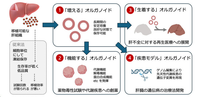 【慶應義塾】代謝機能を保持した肝細胞オルガノイドの効率的培養法の開発