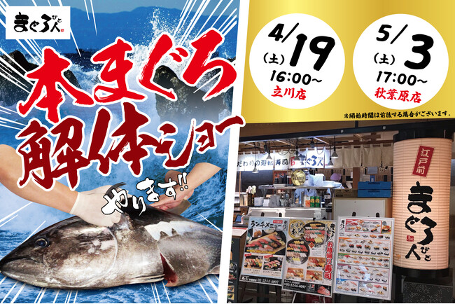【大迫力！】4/19（土）16時より「まぐろ人 立川店」、5/3（土・祝）17時より「こだわり廻転寿司 まぐろ人 秋葉原店」にて『本まぐろ解体ショー』を開催！