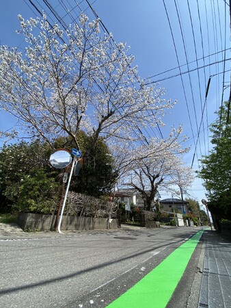 白線ならぬ緑線で登下校を安全に