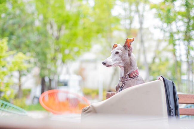 この春、愛犬と行きたい！「そらグループ」3店舗でわんちゃんと一緒に楽しめる 