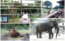 ジブラルタ生命、「ドリームナイト・アット・ザ・ズー」開催動物園・水族館をサポート