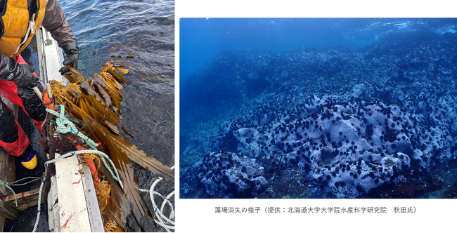 海の生態系を保全する活動SARAYA「海の森を守るプロジェクト」を開始