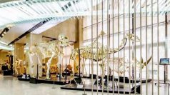 【日本大学】日本大学生物資源科学部「骨の博物館」が神奈川県の大学博物館で初の「登録博物館」に指定