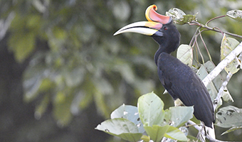 公益信託「サントリー世界愛鳥基金」２０２５年度助成先決定