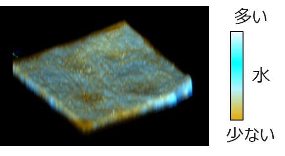 イプサ、角層の水分保持状態を3D画像で可視化~水分子そのものを測定する先端技術を活用~