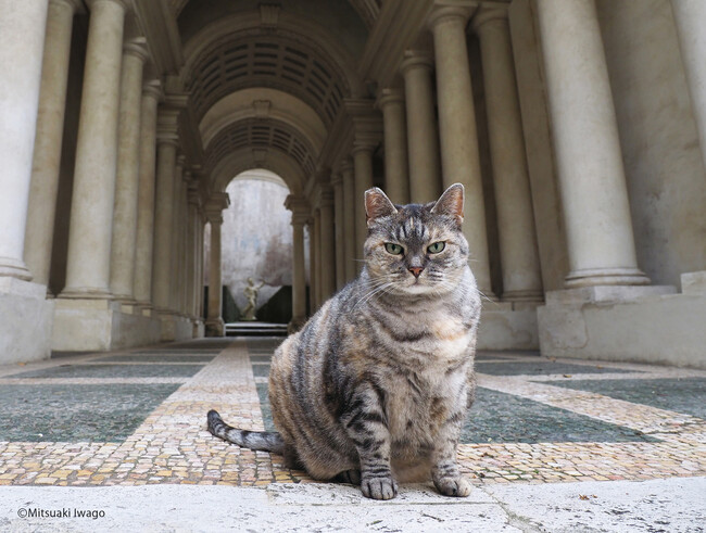 写真展「岩合光昭の世界ネコ歩き　ヨーロッパの空の下」＜大丸京都店＞