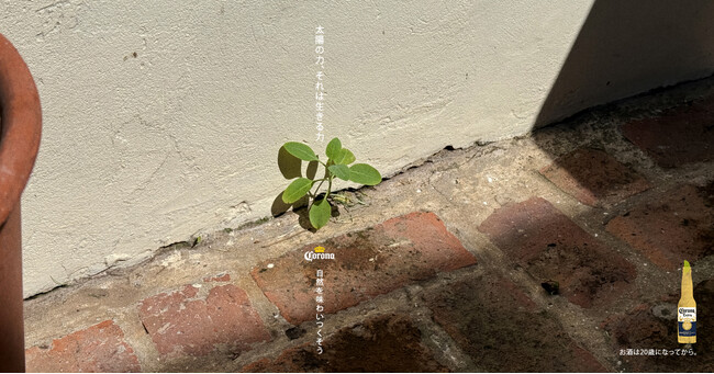日差しが降り注ぎ、新たな生命が芽吹く春に、コロナビールが「Nothing Beats the Sun -太陽の力」プロジェクトを実施