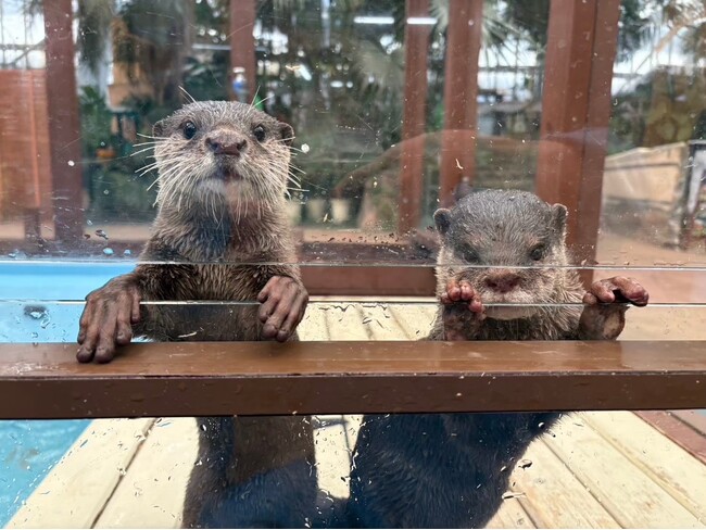 「世界カワウソの日」にちなみ、楽しみながら学べる特別企画を開催