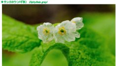 六甲高山植物園 雨に濡れると透ける花「サンカヨウ」が開花しました！