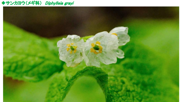 六甲高山植物園 雨に濡れると透ける花「サンカヨウ」が開花しました!