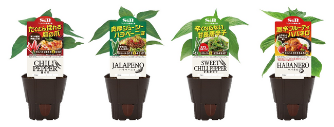 ガーデニングシーズンが本格到来！「S&Bハーブ苗」プロモーション　苗サンプリング＆コラボ動画公開