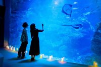 【京都水族館】ゴールデンウィークは夜8時まで営業時間を延長
「夜のすいぞくかん」4月26日（土）スタート