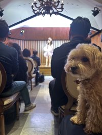 愛犬と楽しむ音楽イベント「わんわんサウンドシエスタ Vol.2」　好評につき6月15日(日)『霞町音楽堂』(東京・麻布)で開催！