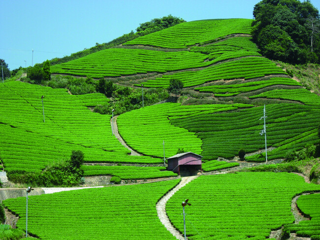 【リーガロイヤルホテル京都】香り立つ一杯に出逢う 新茶の「振る舞い茶」実施