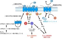 【東京農業大学（共同研究）】乳がん増悪化の新規メカニズムを発見