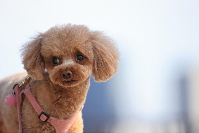 犬が震える原因を飼い主さんに調査！犬の震えから考えられる病気や対処法とは