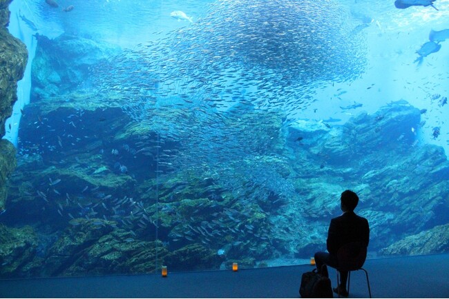 【仙台うみの杜水族館】夜の水族館で過ごす大人のひとり時間『おひとりさまナイト水族館』【２０２５年５月２４日（土）１８：００～２１：００】