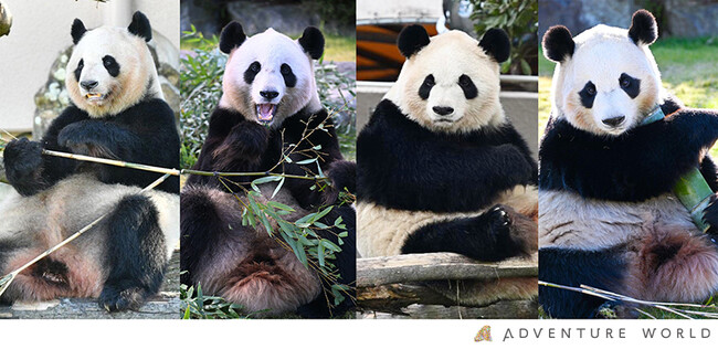 ジャイアントパンダ４頭はまもなく中国成都に帰国します「良浜（らうひん）」「結浜（ゆいひん）」「彩浜（さいひん）」「楓浜（ふうひん）」