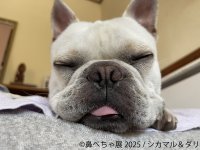 祝10周年！パグ・シーズーなど“ぶひカワ犬”作品大集結♪大人気「鼻ぺちゃ展」が新作・イベント満載で5/23(金)～6/8(日)に東京で開催