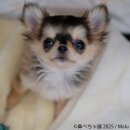 展示作品3 展示作品3