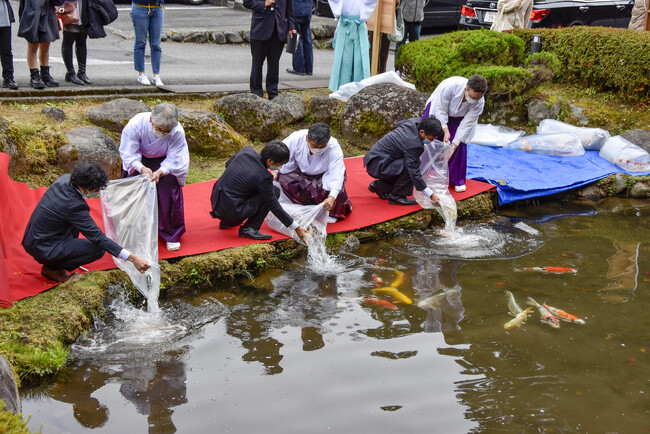 【新潟県小千谷市】小千谷産の国魚・錦鯉を栃木市の県庁堀に放流します