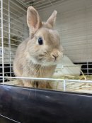 保護うさぎさん