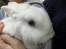 保護うさぎさん
