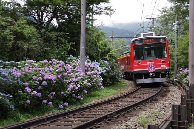 ライトアップされたあじさいの中を走る観光列車　今年も運行決定！６月１４日(土)から１７日間 座席指定列車「夜のあじさい号」を運行します
