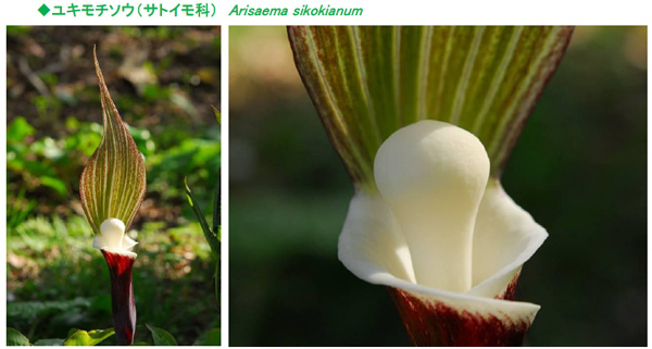 六甲高山植物園 ユニークな姿の人気者「ユキモチソウ」が見頃です!